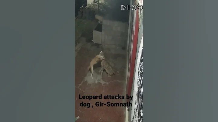 अपनी गली में कुत्ता भी शेर। Dog attacks Leopard , Gir-Somnath - DayDayNews