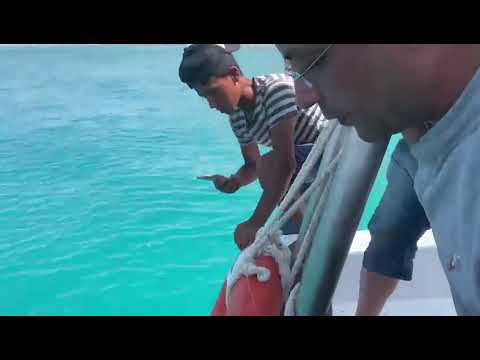 صيد أسماك الدراك العملاق فى البحر الأحمر