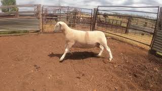 Lot 56 Palana 85-19