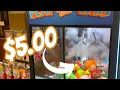 What did we win for $5 at the Claw Machine?