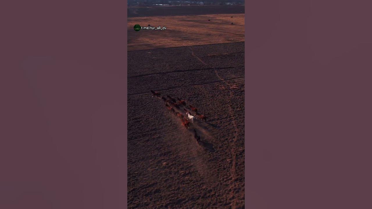 Случайная встреча с прекрасными созданиями 🐎🤍😍📍С. Раздольное ...