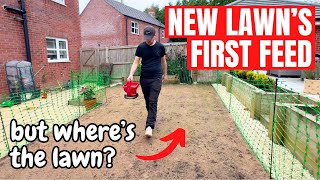 Giving the NEW LAWN its first FEED - Can you even FERTILISE this early?