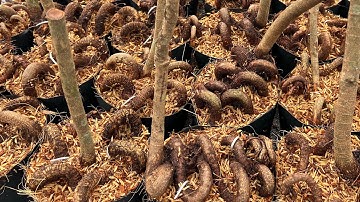 Gốc nhớt làm đế cây đẹp khỏe giá rẻ lh 0766765975