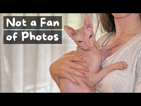 Video: Sphynx Cats: Kas jums jāzina pirms pērkat vienu