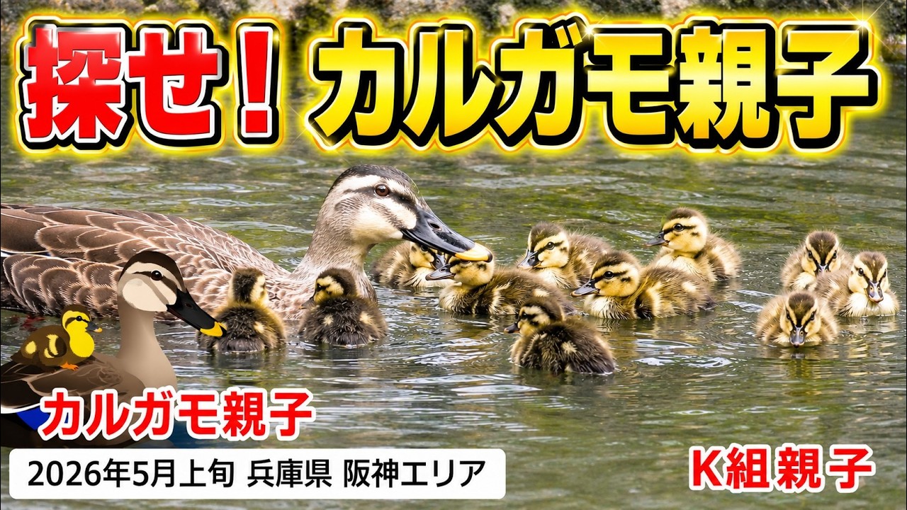 2026年5月上旬 カルガモ親子の探索と観察（カルガモ、カルガモ親子、子