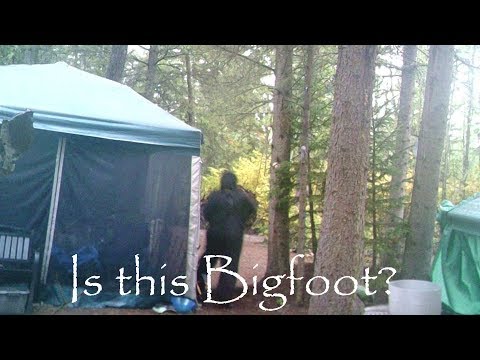 Video: Bigfoot-fodaftryk Solgt På Auktion - Alternativ Visning