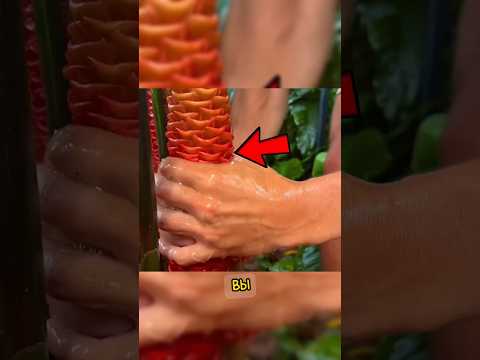 😱НИКОГДА НЕ ТРОГАЙ ЭТОТ ЦВЕТОК❗️ПОКА НЕ УЗНАЕШЬ