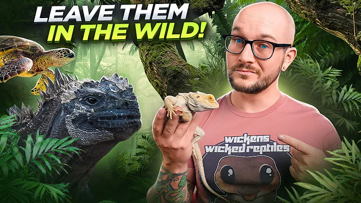 5 Reptiles THAT SHOULD NEVER BE IN CAPTIVITY! Leave Them In The Wild!