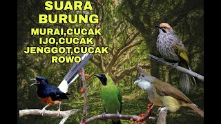 Suara Burung CUCAK IJO,MURAI BATU,CUCAK JENGGOT,CUCAK ROWO.