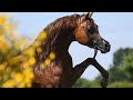 Arabian Horse videos compilation | #5 | 2021. Watch till the end