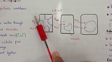 Osmoregulation in Plants | Hydrophytes, Mesophytes, Xerophytes, Halophytes | Class 11 Bio (PTB 2025)