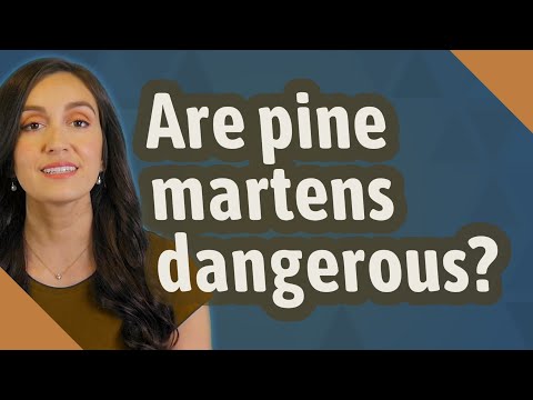 Are pine martens dangerous?