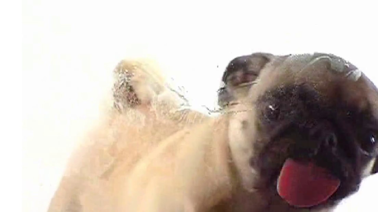 Licking dog gif