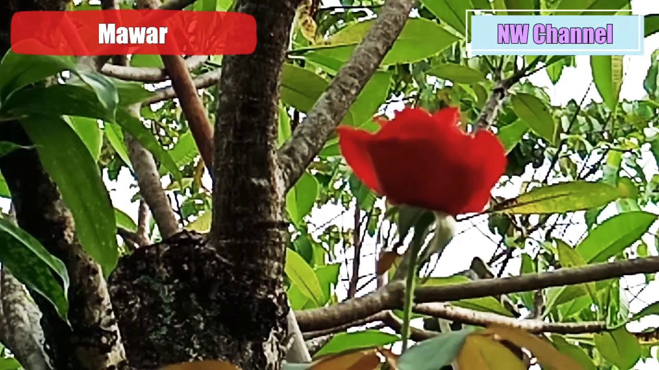  Bunga  Mawar  Pucuk Anggrek YouTube