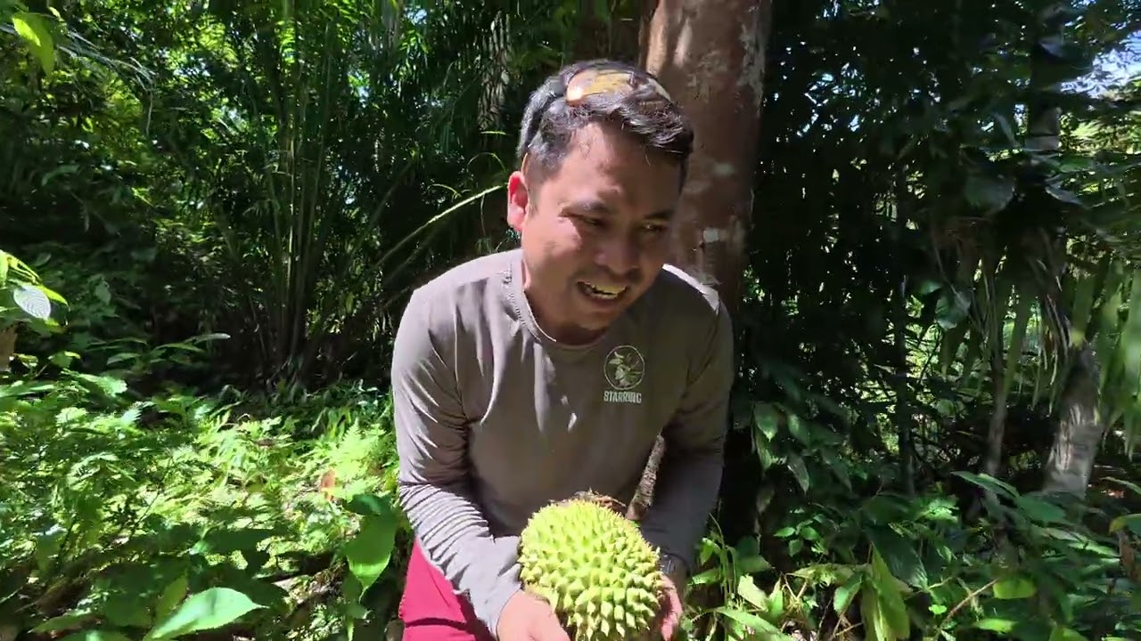 Mulung Buah Rian ba Rumah Panjai Melaban
