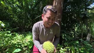 Mulung Buah Rian ba Rumah Panjai Melaban