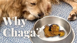 Why Chaga for Pets? Veterinarian Rob Silver Explains