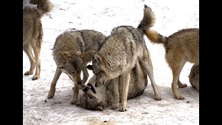 Famous Wolf‘s Submissive-Aggressive Behavior Profile