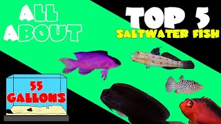 Top 5 Fish for 55 Gallon Saltwater Tank