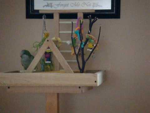Bird Ocd Bird with OCD? - YouTube