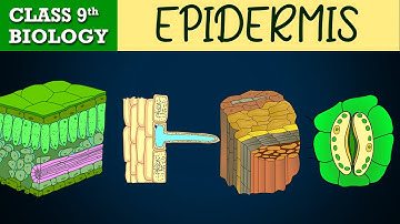 #Tissues part-3 (Animated) | EPIDERMIS | CBSE CLASS 9 | Biology Chapter-6 | NCERT Science