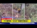 【CNN精選】最萌嚮導! 科羅拉多消防打野火 「在地羊」領路還幫滅火｜TVBS新聞 @TVBSNEWS01
