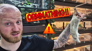 Jag Matar Alla Mina Ormar!! 🐍