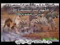 ك أ ن ه م ح م ر م س ت ن ف ر ة Like Zebras Fleeing From A Lion ك أ ن ه م ح م ر م س ت ن ف ر ة Like Zebras Fleeing From A Lion