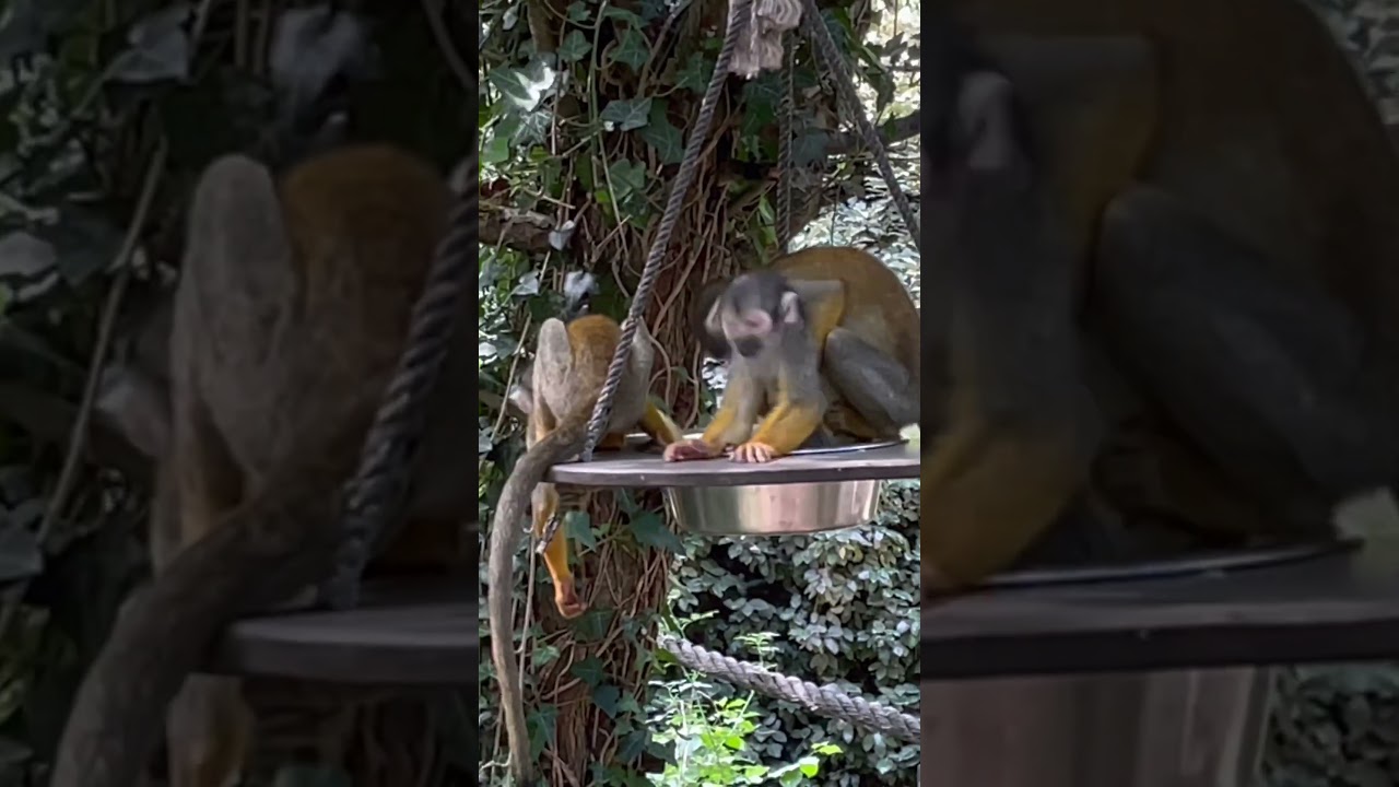 Cheeky Monkeys #monkey #monkeys #monkeyvideo #monkeybaby #monkeybusiness #monkeylife #monkeylove