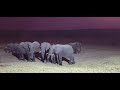 Elephants arrive at sunset