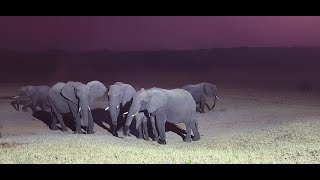 Elephants arrive at sunset