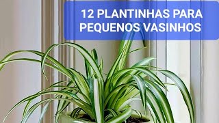 12 PLANTINHAS QUE SE COMPORTAM BEM EM PEQUENOS VASINHOS EM CASA, APARTAMENTO, ESCRITÓRIO