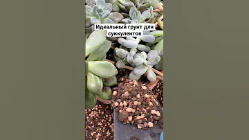 Какой должен быть грунт для суккулентов?