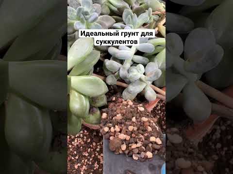 Видео: Что такое кактусовая смесь: как сделать кактусовую почву для комнатных растений