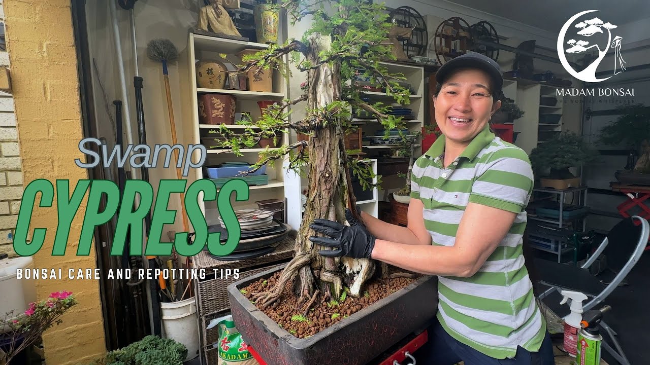 Советы по уходу и пересадке бонсай из болотного кипариса