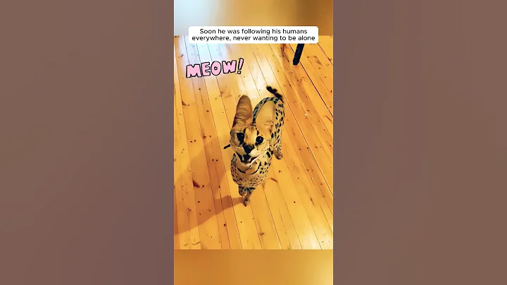 Watch the video about This family found | lonely serval kitten in their garden and then ... #servalcats#animals#shorts