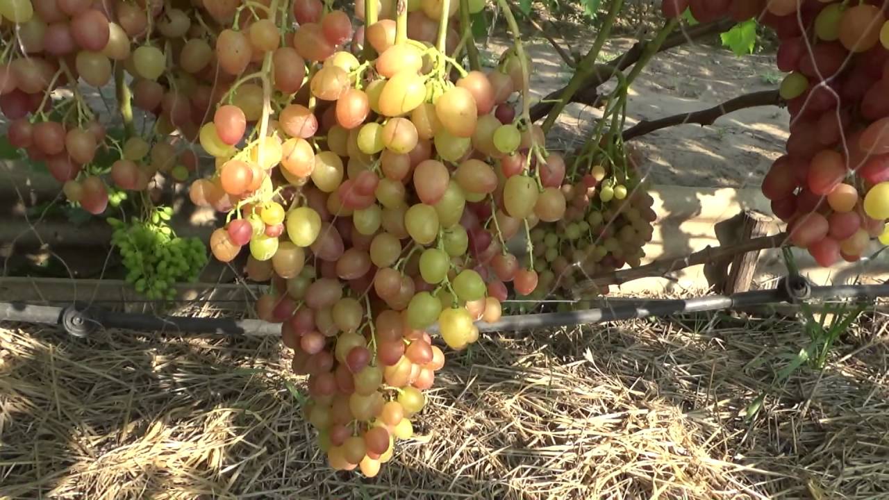 Виноград Ливия Описание Сорта Фото Отзывы Видео