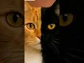 Black cat vs Orange cat
