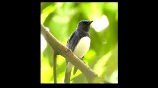 Blue Shades Bird