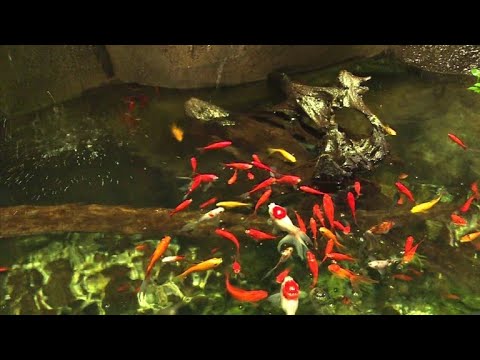 New home for abandoned goldfish