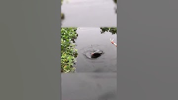 Câu Cá Chép Bằng Chuối #shorts #fishing