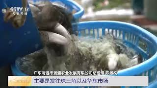 [三农长短说]人勤春早 农事启新 广东清远 桂花鱼上市 循环水养殖降低成本 | 农业致富经 Agriculture And Farming