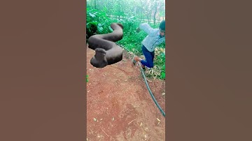 Anaconda Snake in real life P270 #shorts #snake #python #snakes #nagin #anaconda #bigsnake