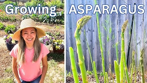 Growing Asparagus from Seed (Seed to Harvest) Timelapse