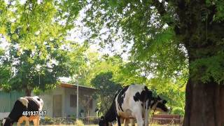 cows under tree