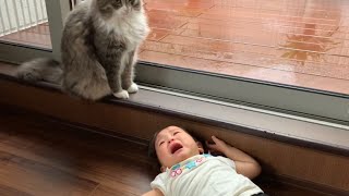 朝から不機嫌な娘に迷惑そうな猫　ノルウェージャン　A cat that seems to be annoying to her moody daughter from the morning