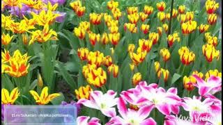 Elvy Sukaesih - Aneka peristiwa (dangdut langka original)