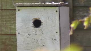 Chris and His Great Tit Bird Garden Nest Box Bempton east Yorkshire