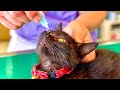 子猫の猫風邪が完治しないので病院へ連れて行った結果。。
