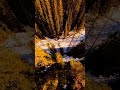 Golden Forest From Above 🍂 Cinematic Drone Shot Norway 4K #norway #relax #nature #ambient #travel